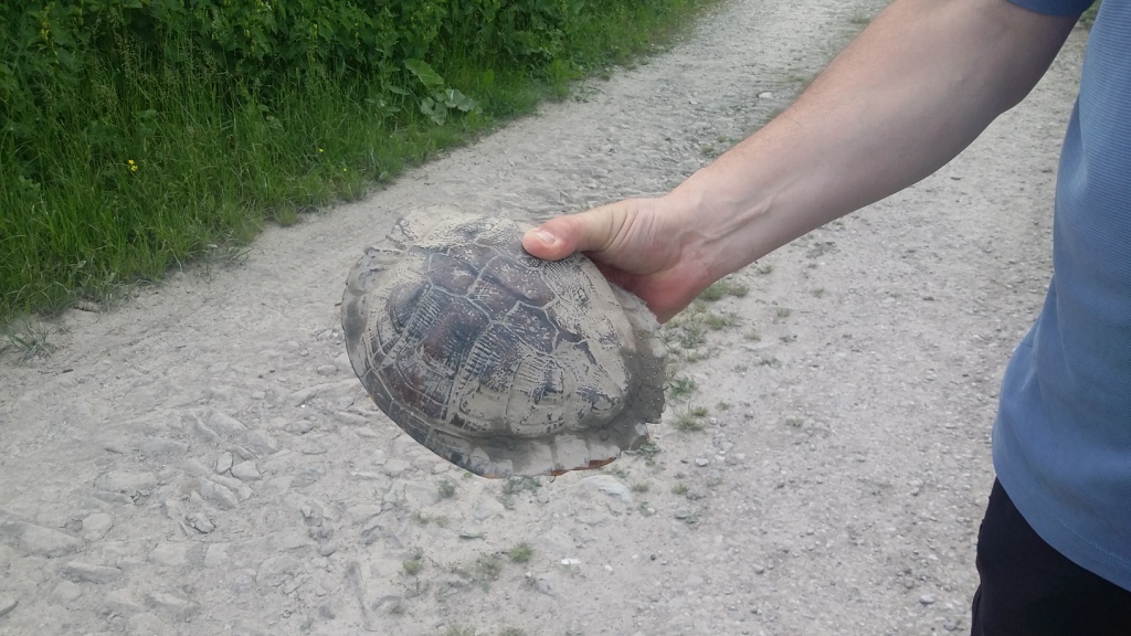 Trachemys sp.